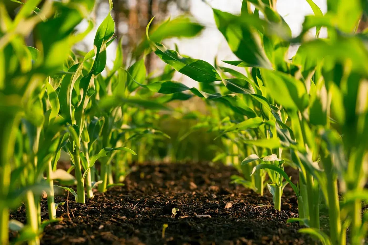 Field IoT for Irrigation